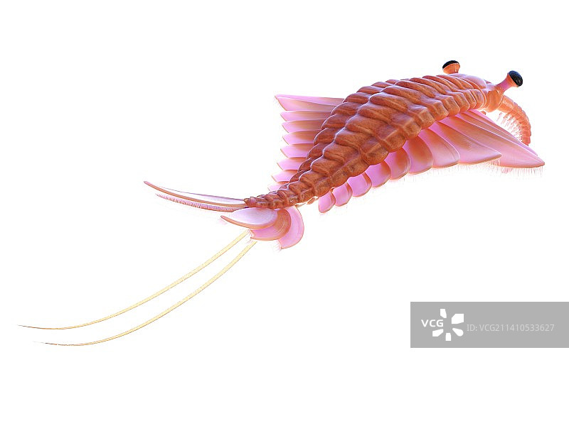 奇虾插画图片素材