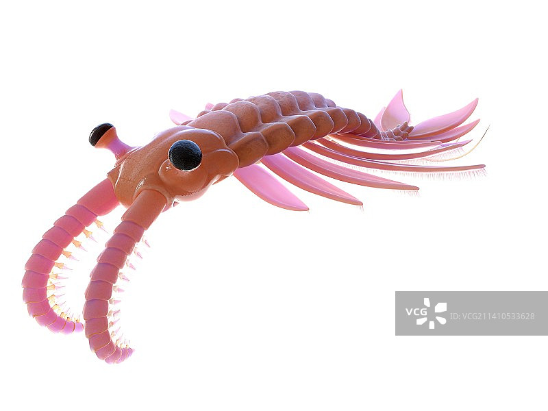 奇虾插画图片素材