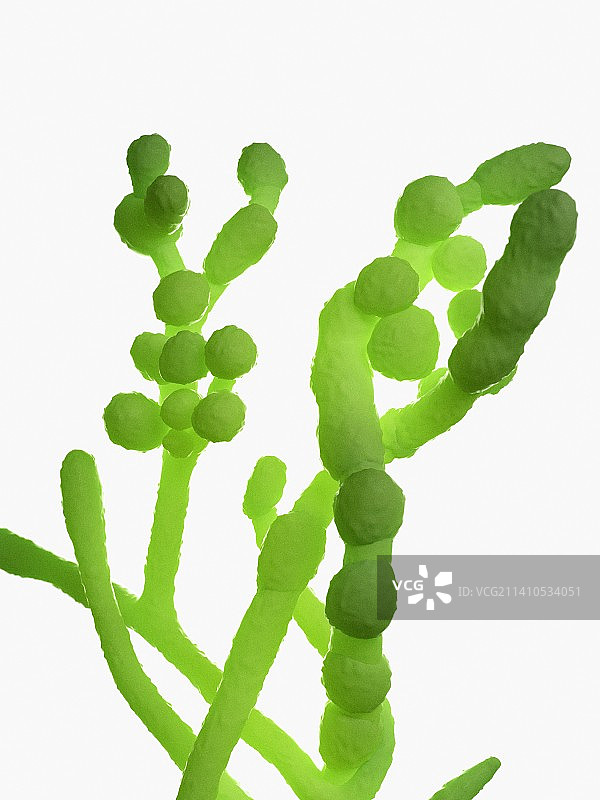 枝孢霉菌，插图图片素材