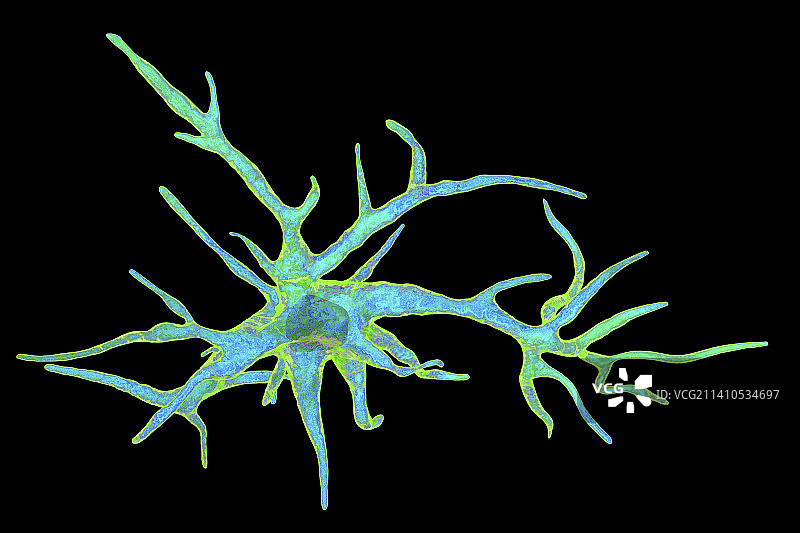 星形胶质细胞神经细胞图图片素材