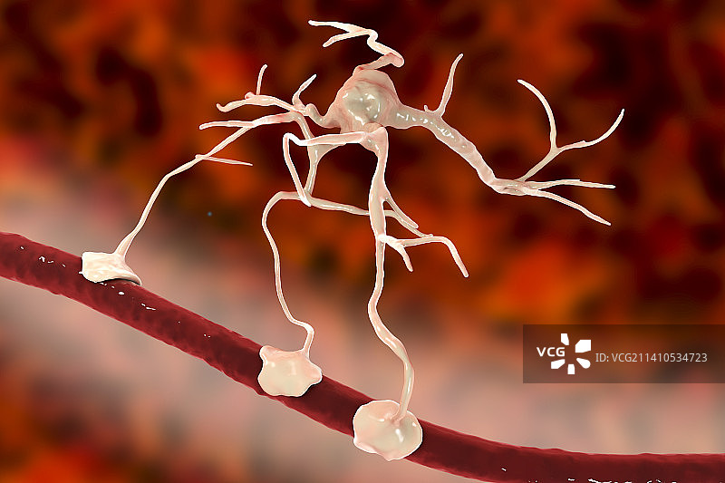 星形胶质细胞和血管，图示图片素材