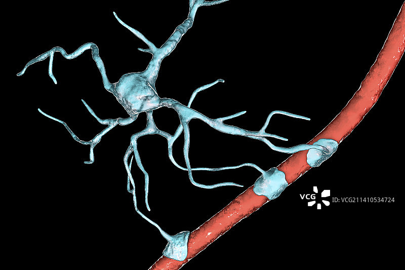 星形胶质细胞和血管，图示图片素材
