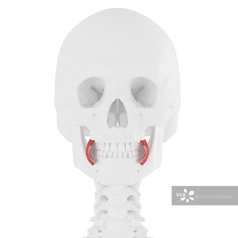 颊肌示意图图片素材