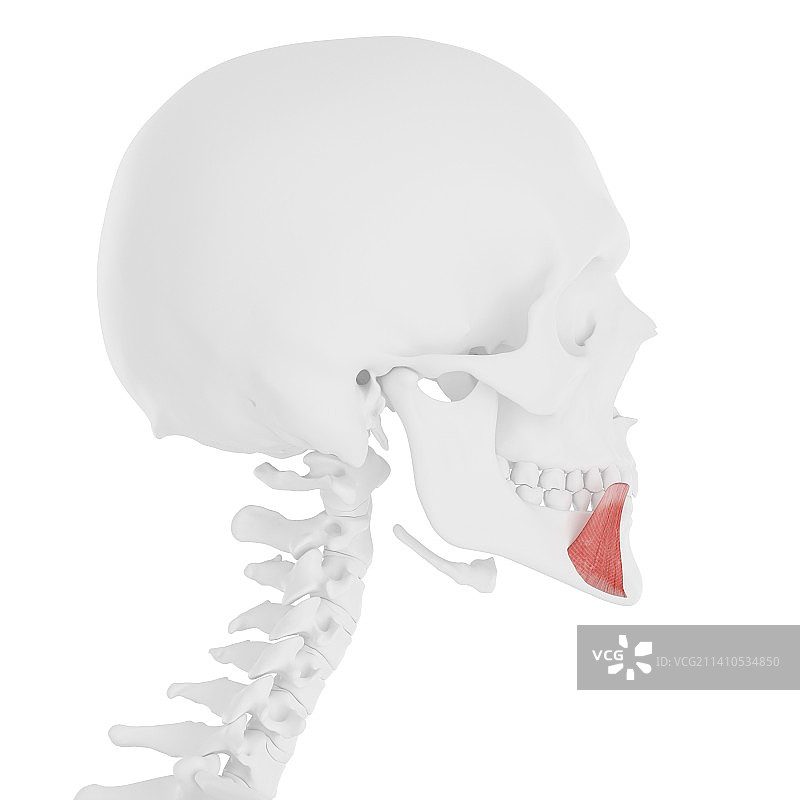 口角下降肌示意图图片素材