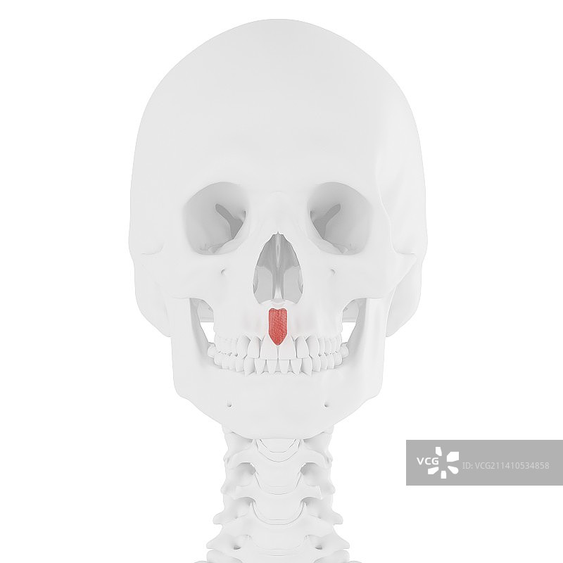 降鼻中隔肌插图图片素材