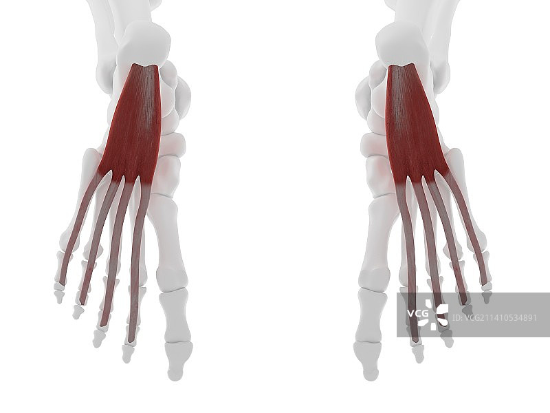 趾短屈肌插图图片素材