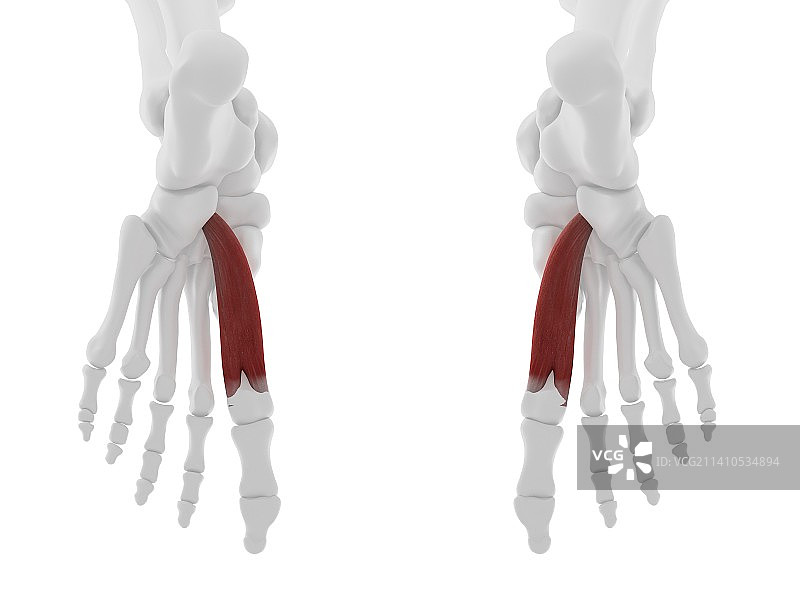 拇短屈肌肌肉图图片素材
