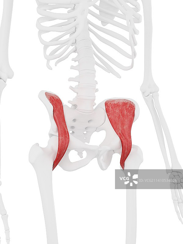 髂腰肌插图图片素材