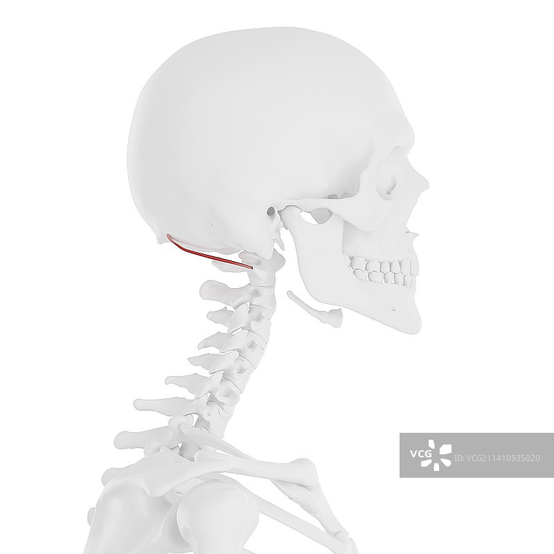 头上斜肌解剖结构图图片素材