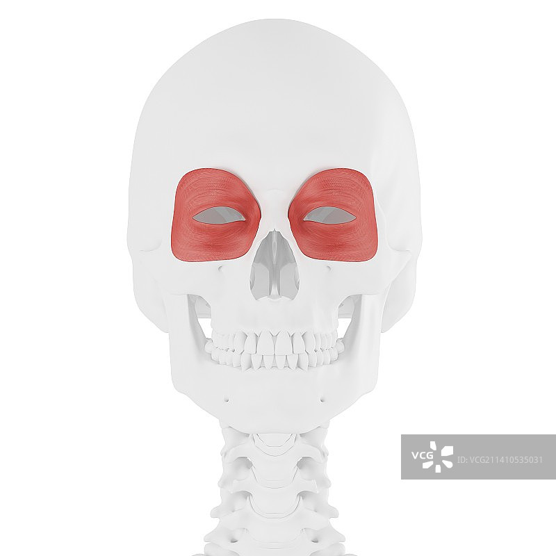 眼轮匝肌图示图片素材