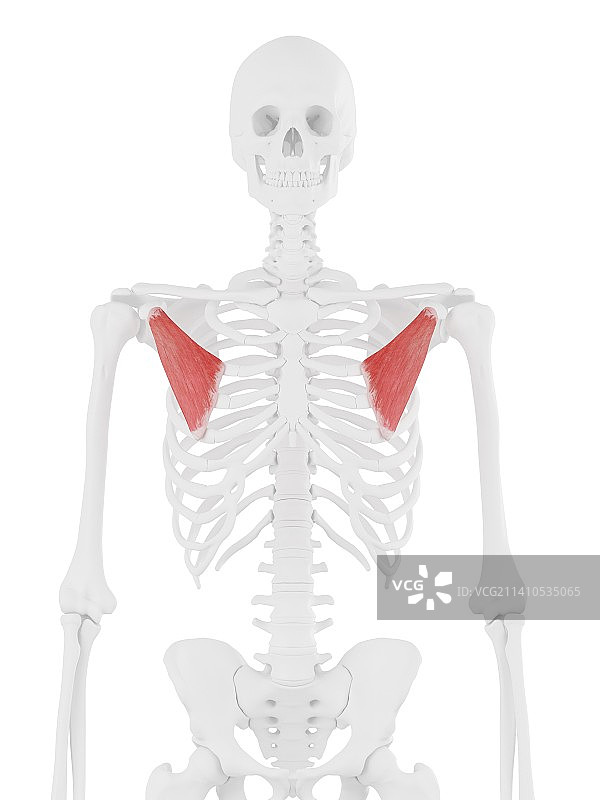 小胸肌图示图片素材