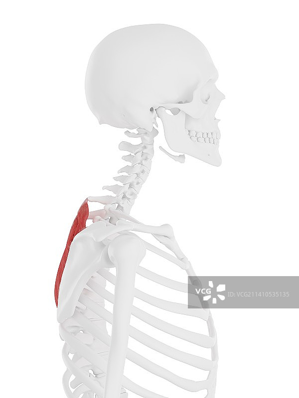 菱形肌插图图片素材