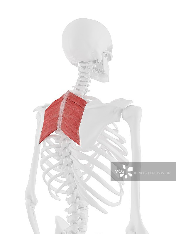 菱形肌插图图片素材