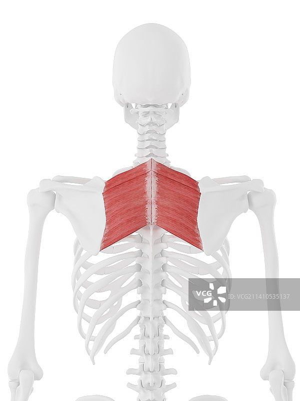 菱形肌插图图片素材