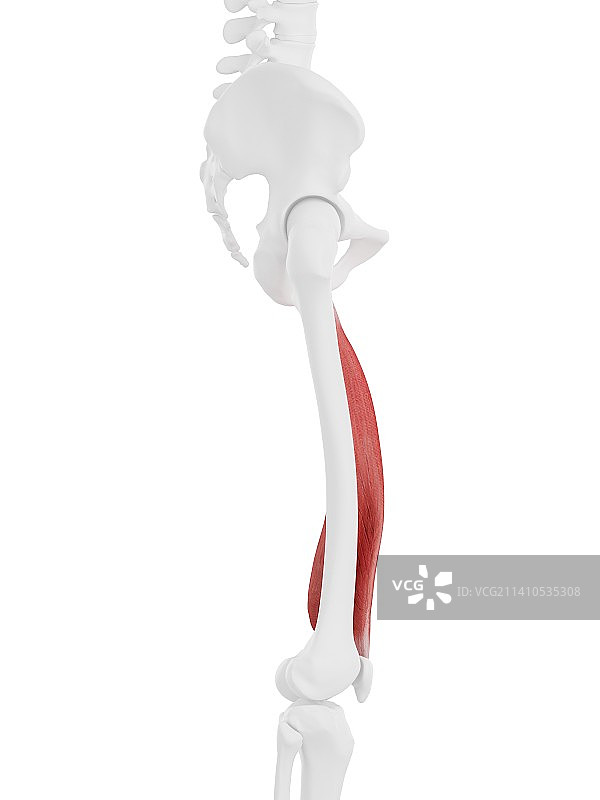 内侧股肌插图图片素材