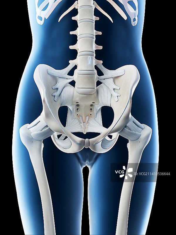 女性骨盆解剖结构图图片素材