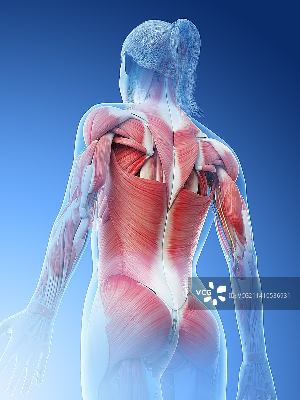 女性肌肉组织结构图图片素材