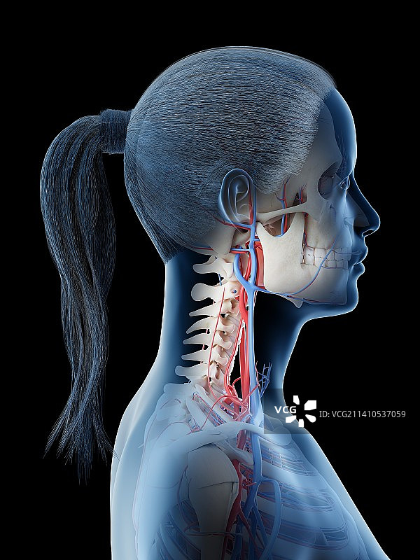 头部血管系统，图示图片素材