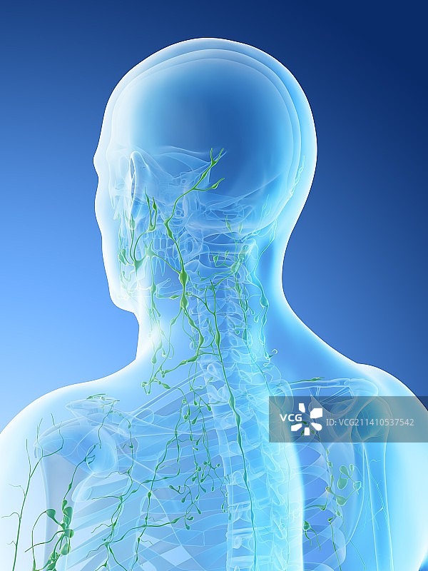 颈部淋巴结插图图片素材
