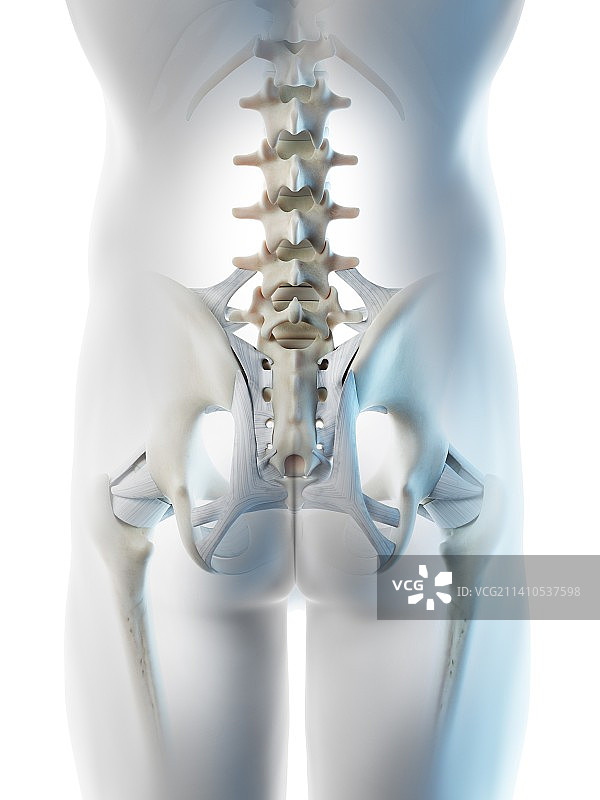 男人髋骨插图图片素材