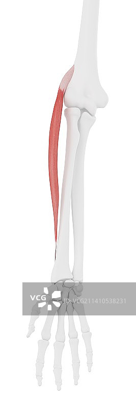 桡侧腕长伸肌肌肉插图图片素材