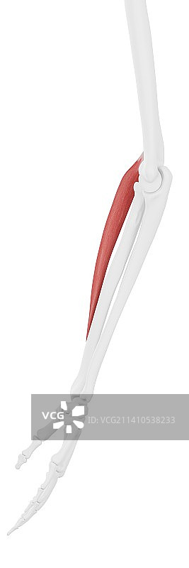 桡侧腕长伸肌肌肉插图图片素材