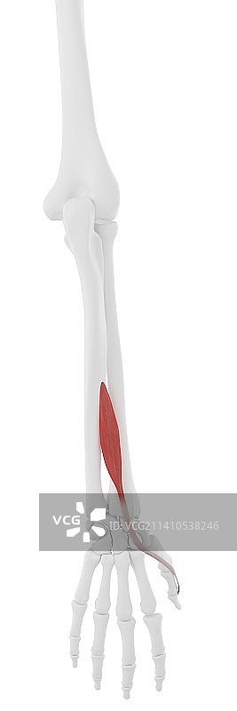 拇长屈肌图示图片素材