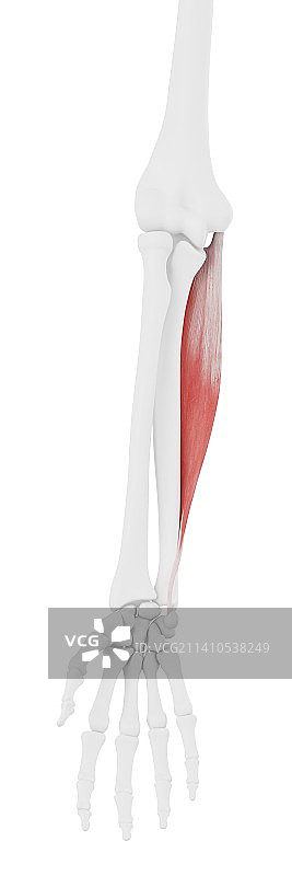 尺侧腕屈肌插图图片素材