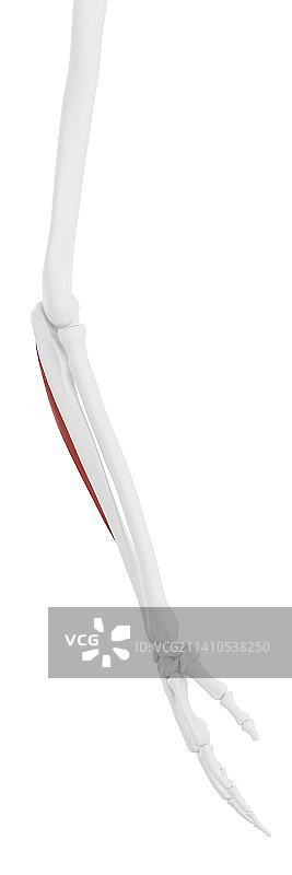 尺侧腕屈肌插图图片素材