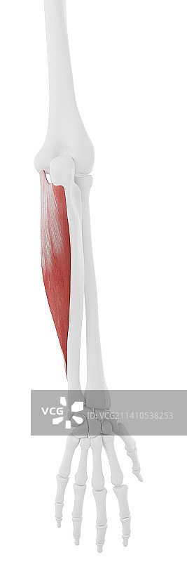 尺侧腕屈肌插图图片素材