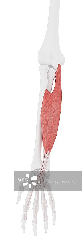 指浅屈肌图示图片素材