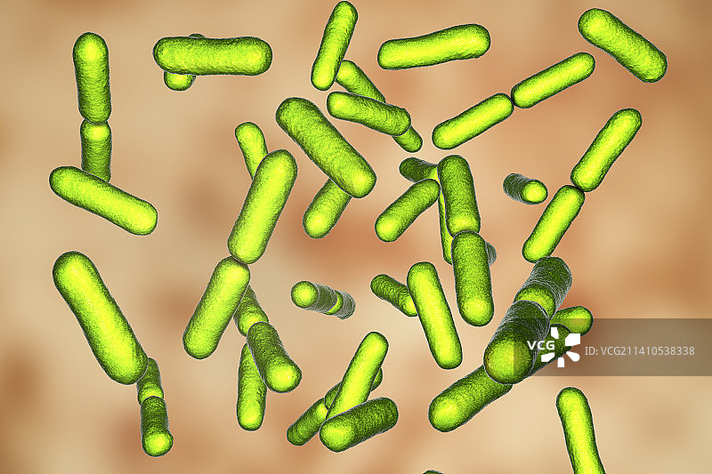 益生菌枯草芽孢杆菌，插图图片素材