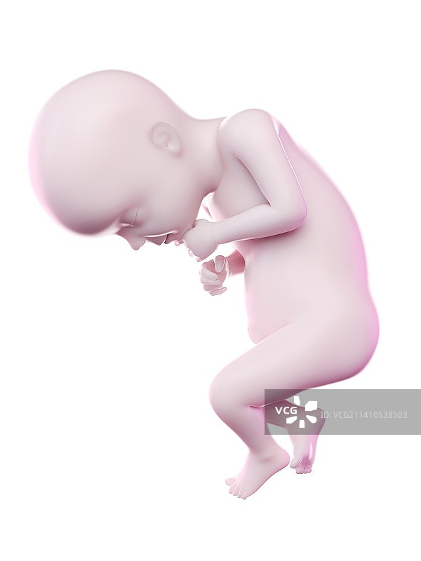 28周胎儿插画图片素材