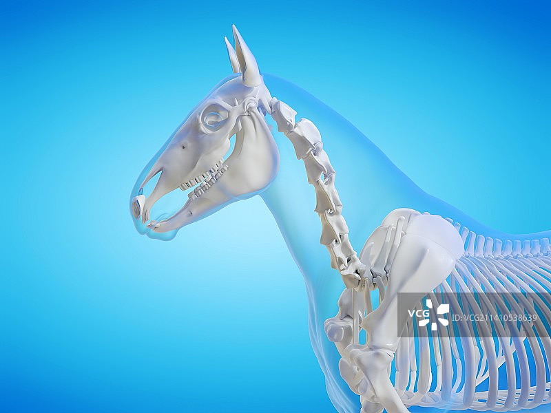马骨架插图图片素材