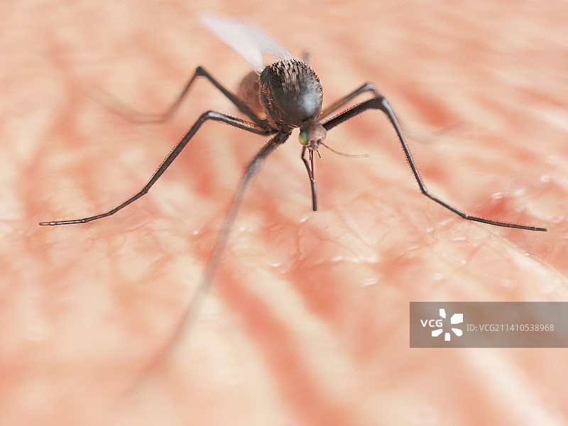 蚊子插画图片素材