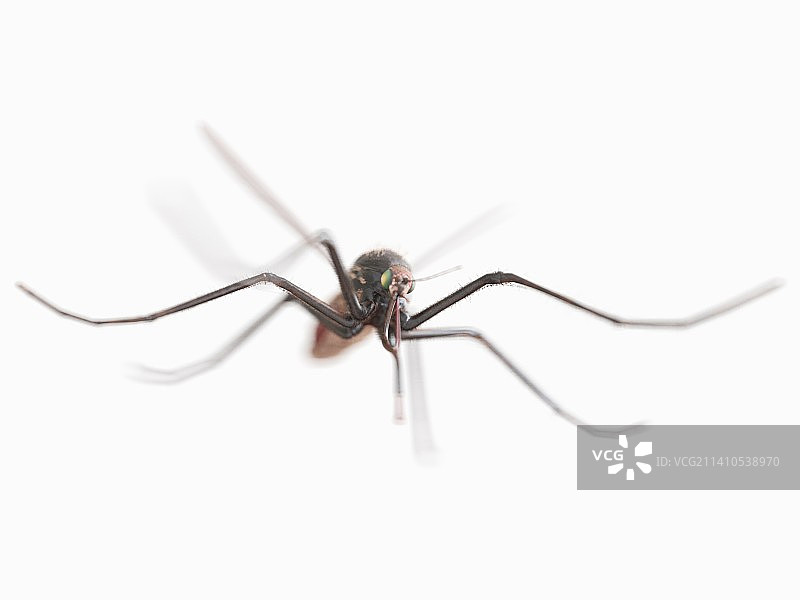 蚊子插画图片素材