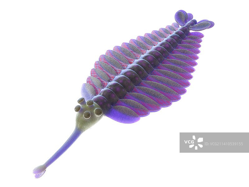 欧巴宾海生节肢动物插画图片素材