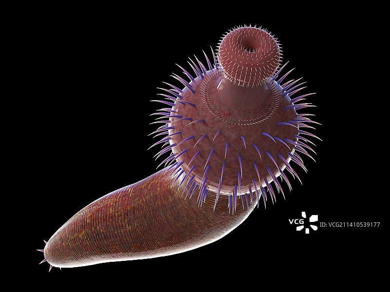 奥托伊虫海洋蠕虫插图图片素材