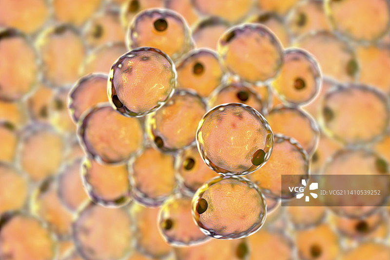 人体脂肪细胞，图示图片素材