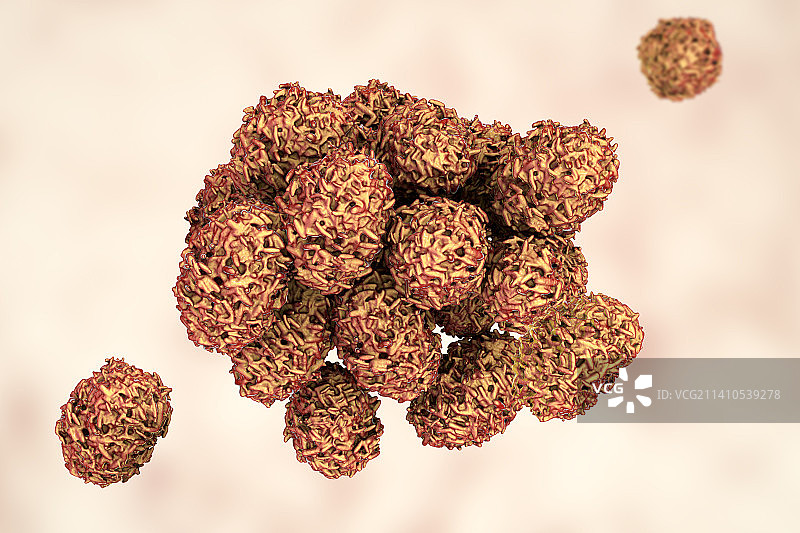 匍柄霉菌毒孢子插图图片素材