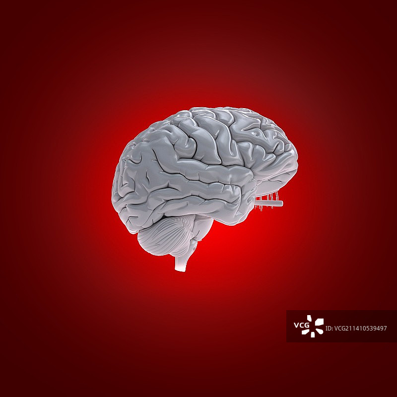 人脑，插图图片素材