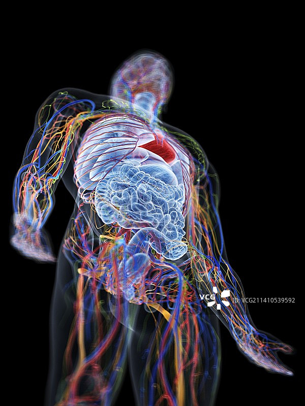 男性解剖学，插图图片素材