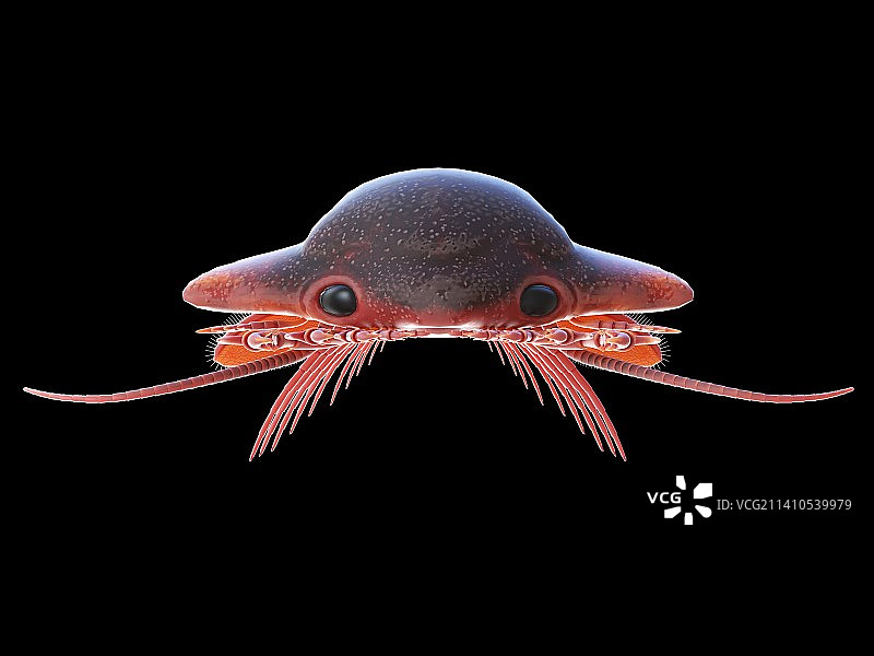 桑克塔斯海洋节肢动物插图图片素材