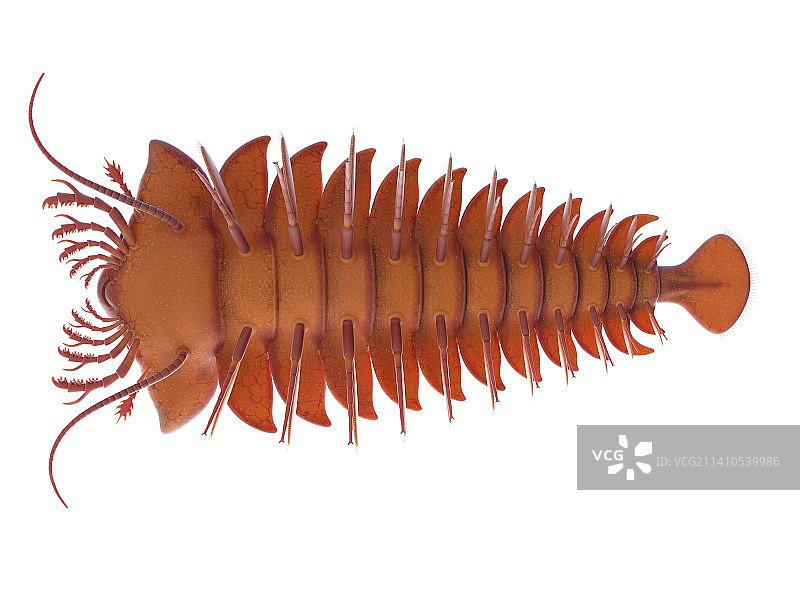 桑克塔斯海洋节肢动物插图图片素材