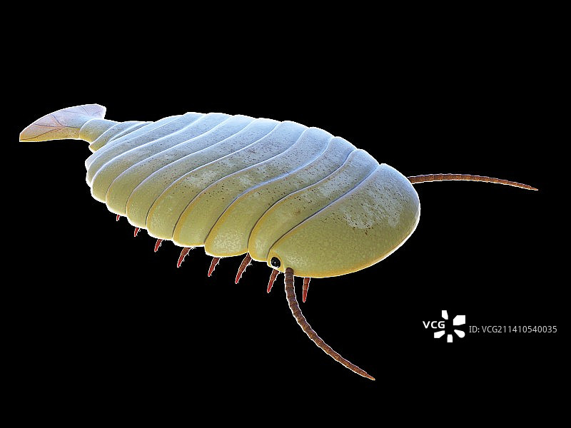 西德尼娅海洋节肢动物插图图片素材