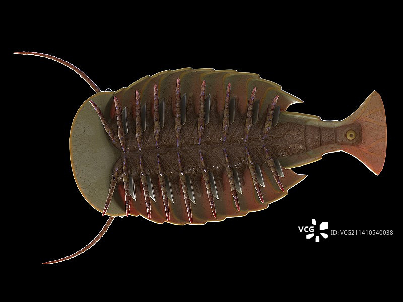 西德尼娅海洋节肢动物插图图片素材