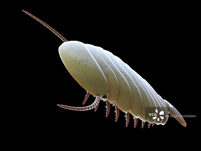 西德尼娅海洋节肢动物插图图片素材