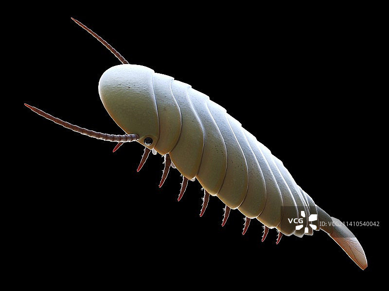 西德尼娅海洋节肢动物插图图片素材