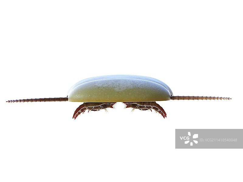 西德尼娅海洋节肢动物插图图片素材