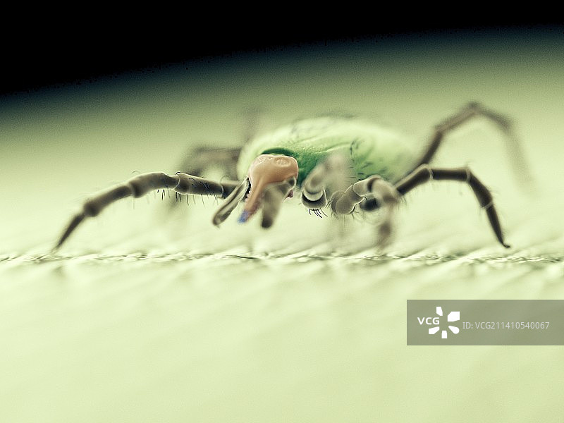 蜱虫插画图片素材